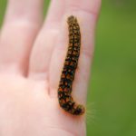 Caterpillar on hand