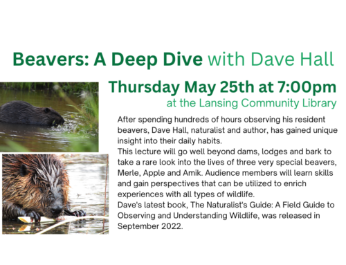 Beavers: A Deep Dive with Dave Hall